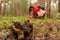 Overripe saffron milk cap in the coniferous forest and mushroom picker in the background, selective focus, close up