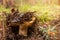 Overripe saffron milk cap grows in fallen needles and pinecones in forest, mushroom picking season, selective focus