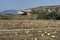 Overripe watermelons at the end of September in Rhodes