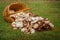 Overturned basket with mushrooms on green grass