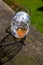 Overturned glass of beer on wooden table