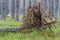 Overturned pine in the forest. The roots of a tree overturned by the wind