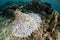 Overturned Table Coral on Reef in Pacific Ocean