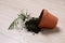 Overturned terracotta flower pot with soil and plant on floor