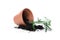 Overturned terracotta flower pot with soil and plant isolated