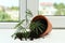 Overturned terracotta flower pot with soil and plant on white windowsill