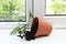 Overturned terracotta flower pot with soil and plant on white windowsill