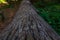 Overturned tree trunk on the forest ground in focus