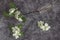 Overturned vase with blossoming cherry tree branch against dark background. White inflorescences of Avium Prunus with a sweet