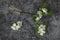 Overturned vase with blossoming cherry tree branch against dark background. White inflorescences of Avium Prunus with a sweet