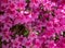 Overview of a bed with purple Gillyflowers, scientific name Dianthus caryophyllus, with many single flowers, bachground