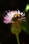 Overview of Bumble bee - Bombus ruderatus - pollinating a thistle