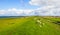 Overview of an embankment with grazing sheep next to a Dutch estuary