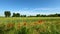 Overview on a Field of Wheat and Poppies - 5K