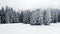 Overview of the forest in clouds after strong snowfall