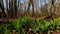 Overview of a Forest at Sunset