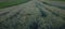 Overview of golden rye in the vast field at a farm. Farm culture in the evening hours