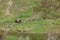 Overview of graze field and green lanscape in Ushguli, Svaneti, Georgia