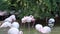 Overview of a group of pink flamingos in a pond