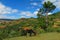 Overview of the horses eating grass, south of Vietnam