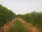 Overview of the Langhe hills and its vineyards