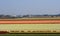 Overview over blooming bulbfields