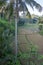 Overview of a rice field surrounded by palm trees in Indonesia