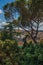 Overview of trees, cathedrals domes and roofs of buildings on a sunny day in Rome