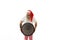 An overweigh happy and joyful man shaman with tattooed arms in Santa Claus hat holding a shaman tambourine