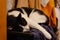 Overweight black and white cat sleeps peacefully on the basket with dirty laundry