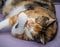 Overweight calico cat lying down and licking her paw