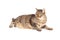 Overweight Mixed Breed Tabby Cat Laying