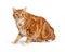 Overweight Orange Tabby Cat Sitting Side