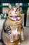 Overweight tabby cat