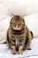 Overweight Tabby Cat sits and looks at the camera