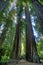Overwhelming Large Coastal Redwood Trees