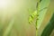 Ovipositor female Great Green Bush-cricket, Tettigonia viridissima