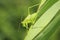 Ovipositor female Great Green Bush-cricket, Tettigonia viridissima