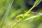 Ovipositor female Great Green Bush-cricket, Tettigonia viridissima