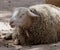 Ovis Aries Or Domestic Sheep