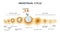 Ovulation chart. Female menstrual cycle