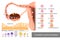 Ovulation and Conception Implantation. Fertilization and Development of a human embryo