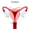 Ovulation. Human uterus with Vagina, Corpus luteum, Fallopian tube,  endometrium