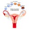 From ovulation to fertilization.