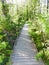 Owasco Inlet nature trail boardwalk through wetlands