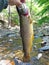 Owens Creek Big Brown Trout