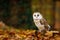 Owl in autumn. Barn owl, Tyto alba, perched in colorful fallen maple and oak leaves. Beautiful owl in autumn nature. Wildlife