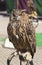 Owl in Balmaseda