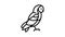 owl bird line icon animation