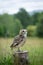 Owl Bird Perching on Wood in Meadow